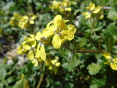 Enarthrocarpus arcuatus