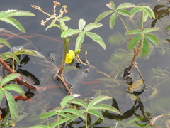 Utricularia australis