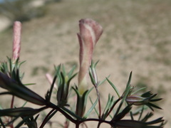 Linanthus dichotomus