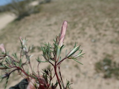 Linanthus dichotomus