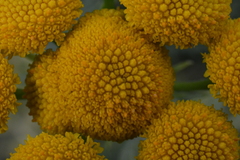 Tanacetum vulgare boreale
