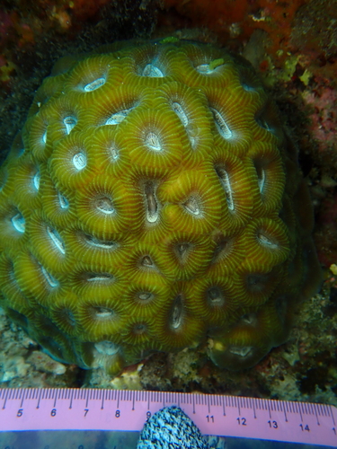 Favites rotundata