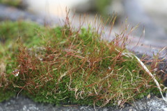 Ceratodon
