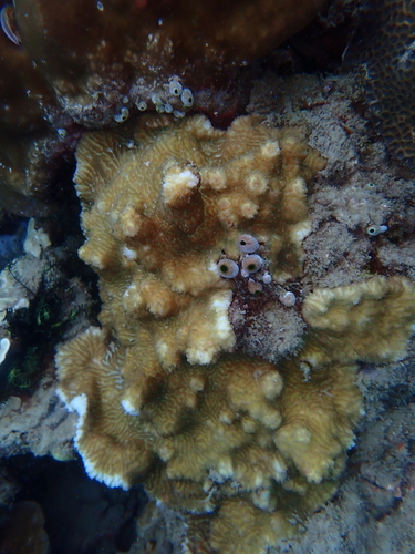 Merulina cylindrica observed 2026-05-04