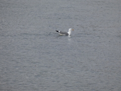 Larus argentatus
