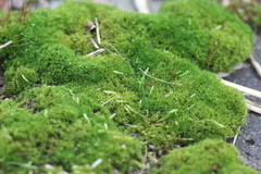 Ceratodon
