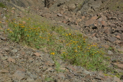 Tanacetum vulgare boreale