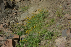 Tanacetum vulgare boreale