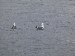 Larus argentatus