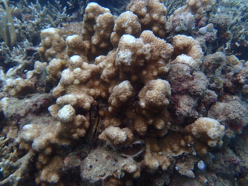 Merulina cylindrica observed 2026-05-04