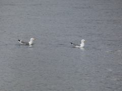 Larus argentatus