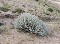 Artemisia rutifolia