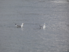 Larus argentatus