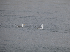 Larus argentatus