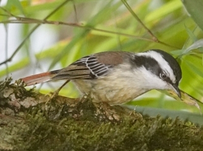 Red-tailed Minla (Minla ignotincta), photo 2