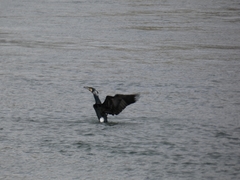Phalacrocorax carbo