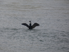 Phalacrocorax carbo