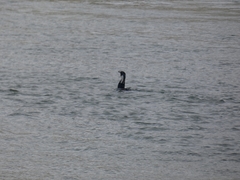 Phalacrocorax carbo