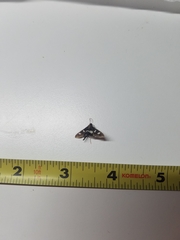 Desmia subdivisalis