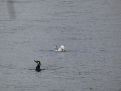 Phalacrocorax carbo