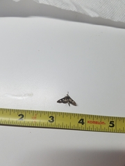 Desmia subdivisalis