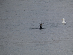 Phalacrocorax carbo