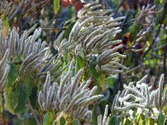 Colebrookea oppositifolia