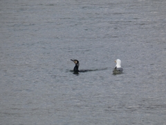 Phalacrocorax carbo