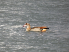 Alopochen aegyptiaca