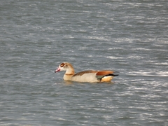 Alopochen aegyptiaca