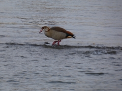 Alopochen aegyptiaca