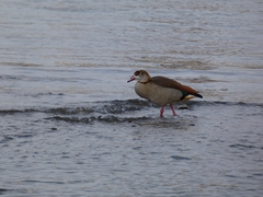 Alopochen aegyptiaca