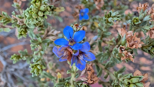 Rough Halgania
