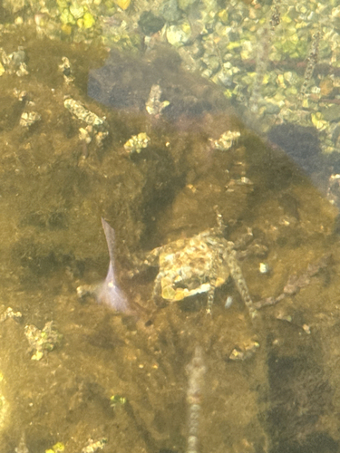 Yellow Shore Crab