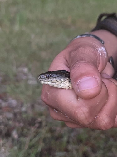 iNaturalist observation photo of Aquatic Garter Snake