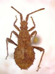 Vilga mexicana