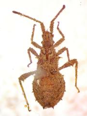 Vilga mexicana
