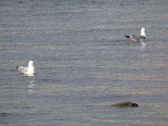 Larus canus