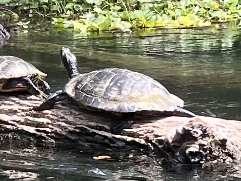 Trachemys scripta