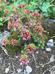 Sedum tenellum