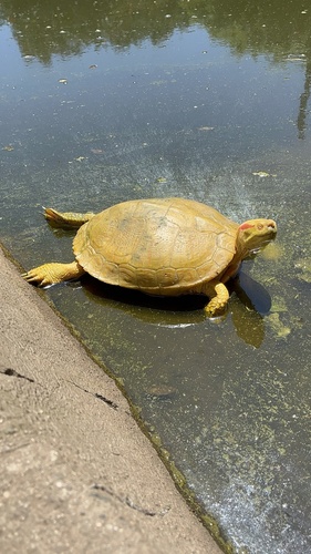 Trachemys scripta elegans