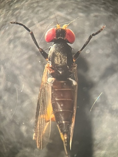 Heteromeringia observed 2026-04-23