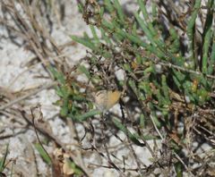 Brephidium pseudofea