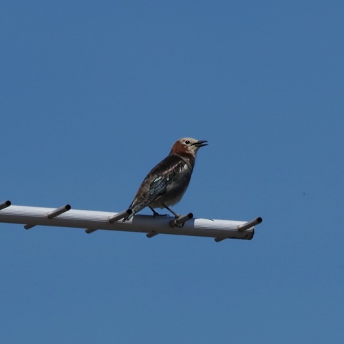 Chestnut-cheeked Starling (Agropsar philippensis), photo 6