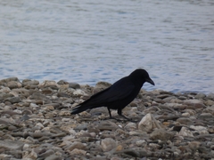Corvus corone