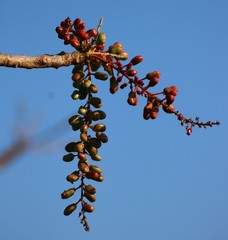 Lannea coromandelica