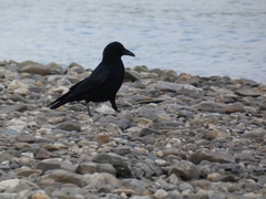 Corvus corone