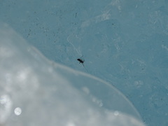 Andiperla willinki