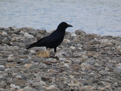 Corvus corone