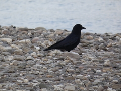 Corvus corone